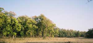 Sal forest, Kanha National Park, Madya Pradesh, India