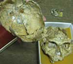 Autralopithecine skull showing puncture holes, Transvaal Museum