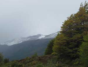 Nothofagus forest, El Calafate, Argentina