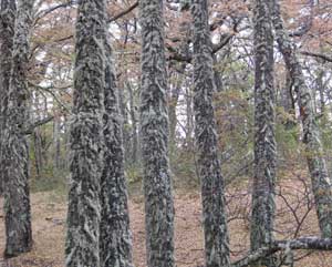 In the Nothofagus forest, El Calafate, Argentina