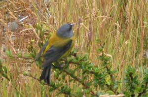 Patagonian Sierra-Finch