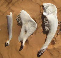 Simpson Desert: bones